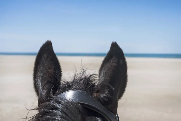 Equitazione Ragazza Suo Stallone Sulla Spiaggia — Foto Stock