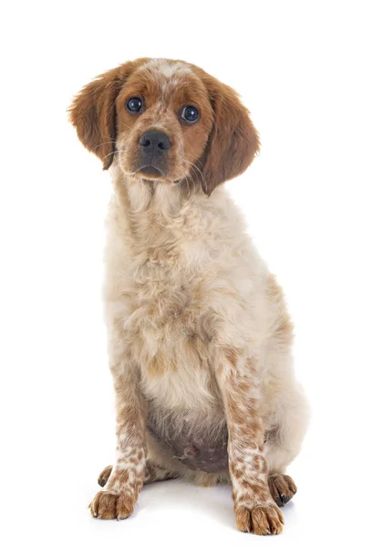 Filhote Cachorro Brittany Spaniel Frente Fundo Branco — Fotografia de Stock