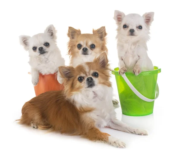 Chihuahuas Holidays Front White Background — Stock Photo, Image