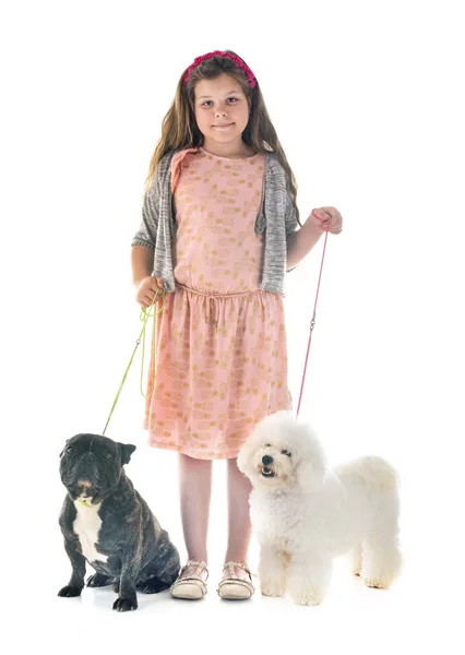 Young Girl Her Little Dogs Studio — Stock Photo, Image