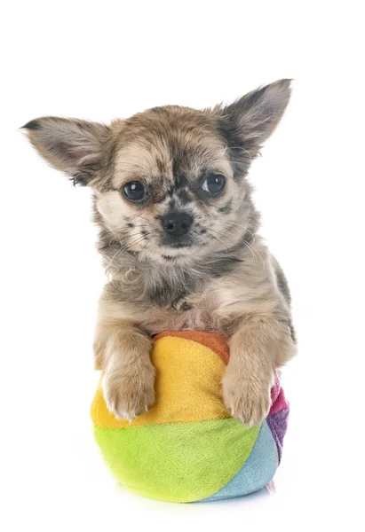 白い背景の前に子犬のChihuahua — ストック写真