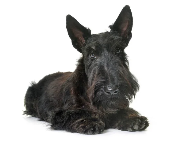 Puppy Scottish Terrier Front White Background — Stock Photo, Image