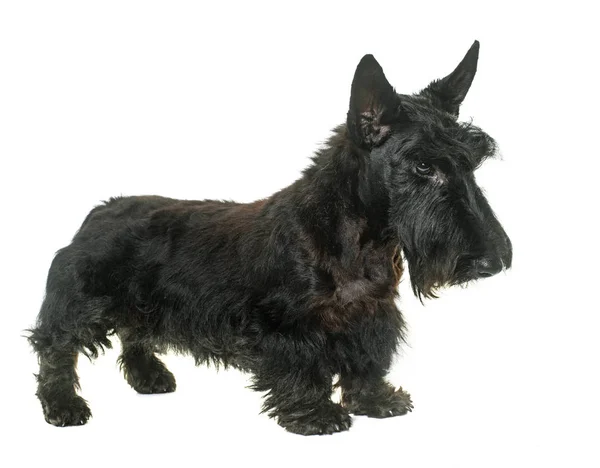 Welpe Scottish Terrier Vor Weißem Hintergrund — Stockfoto