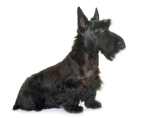 Welpe Scottish Terrier Vor Weißem Hintergrund — Stockfoto
