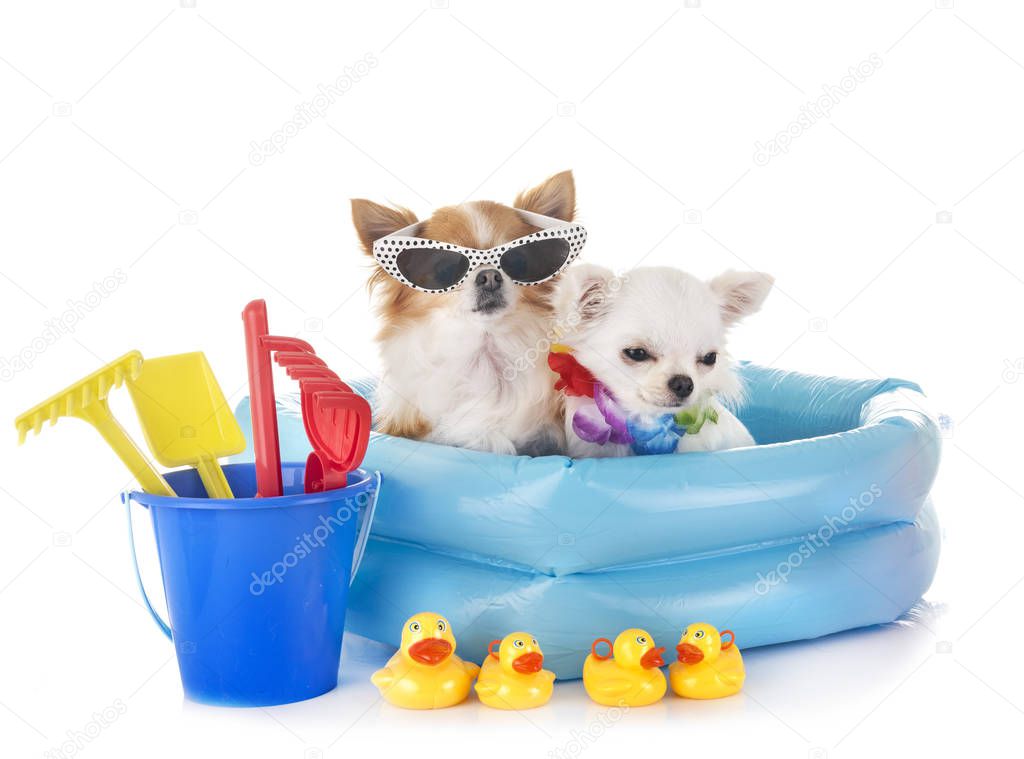 chihuahuas in holidays in front of white background