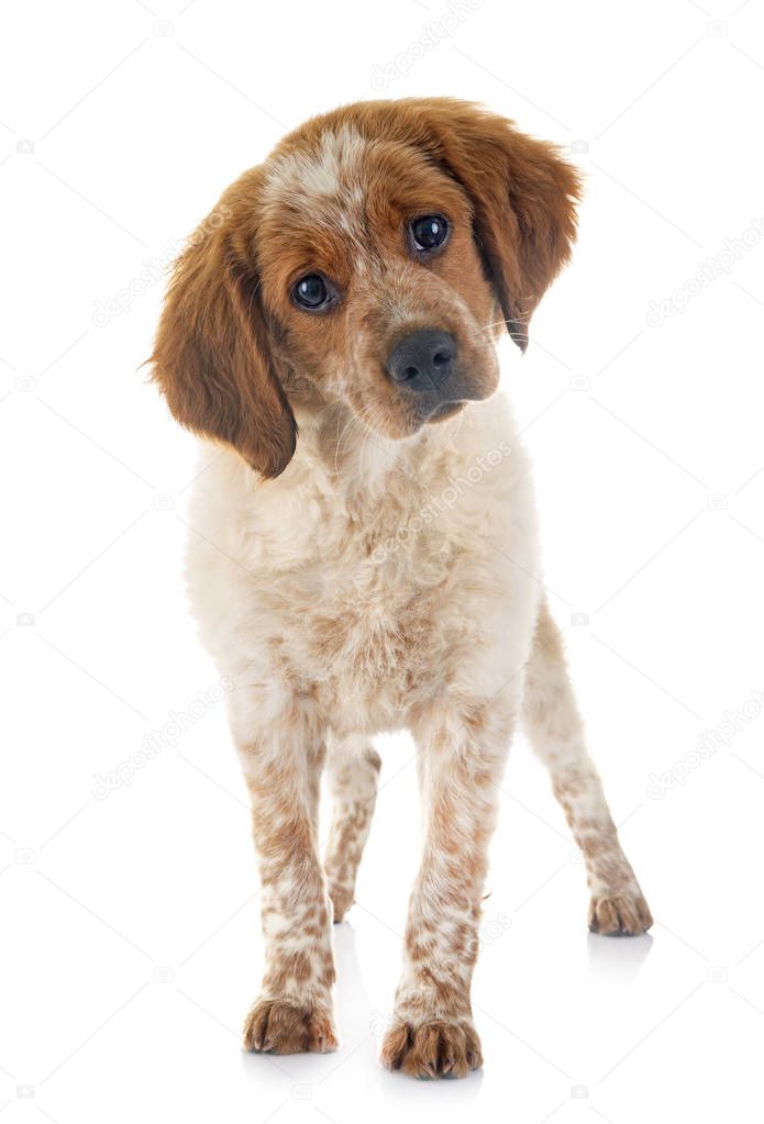 puppy brittany spaniel in front of white background