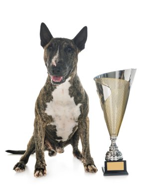 boğa korkunç ve beyaz arka plan önünde Kupası