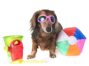 Beyaz arka plan önünde eski dachshund