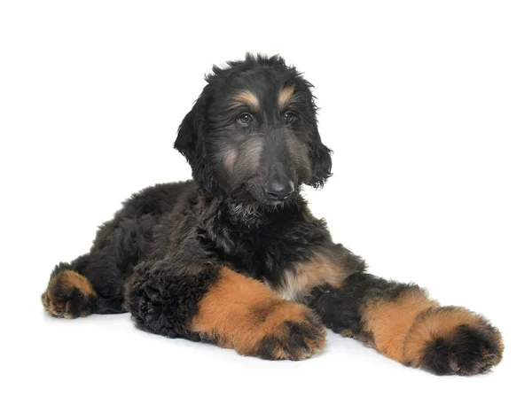 Puppy Afghan Hound Front White Background — Stock Photo, Image
