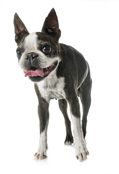 Boston Terrier Front White Background — Stock Photo, Image