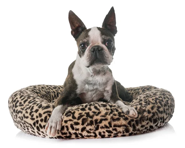 Boston Terrier Frente Fundo Branco — Fotografia de Stock