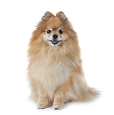 Pomeranian spitz beyaz arkaplan önünde