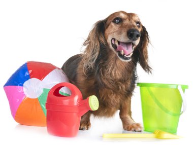 Beyaz arka plan önünde eski dachshund