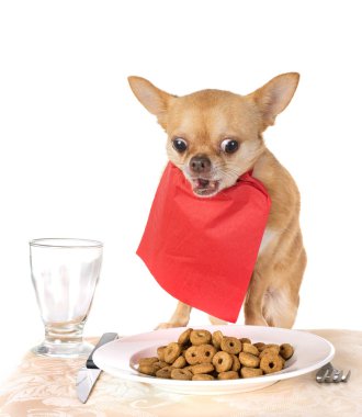 Chihuahua beyaz arka plan önünde yeme