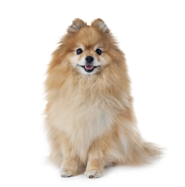 Pomeranian Spitz Frente Fundo Branco — Fotografia de Stock