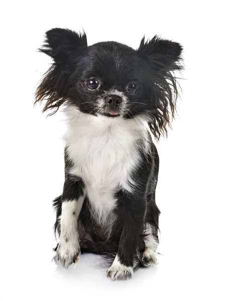 Jong Chihuahua Voorkant Van Witte Achtergrond — Stockfoto