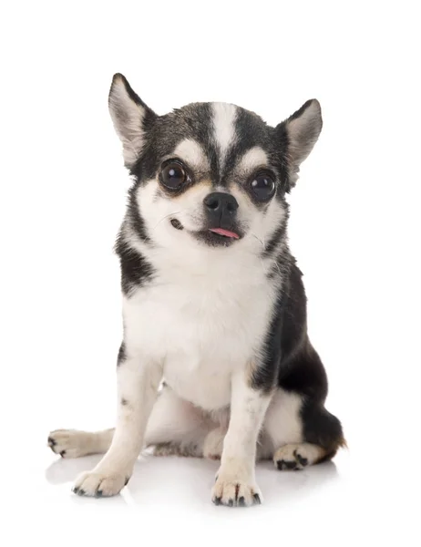 Beyaz Arka Planda Genç Bir Chihuahua — Stok fotoğraf