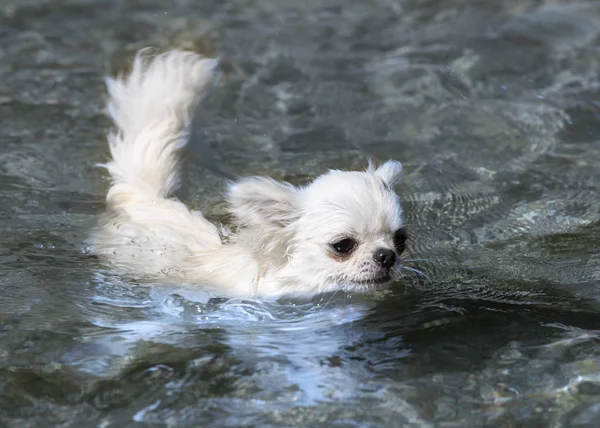 Raszuivere Chihuahua Zwemmen Een Rivier Zomer — Stockfoto