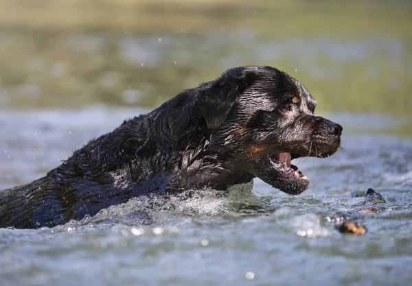 Purebred Rottweiler Playing Jumping River — Stock Photo, Image