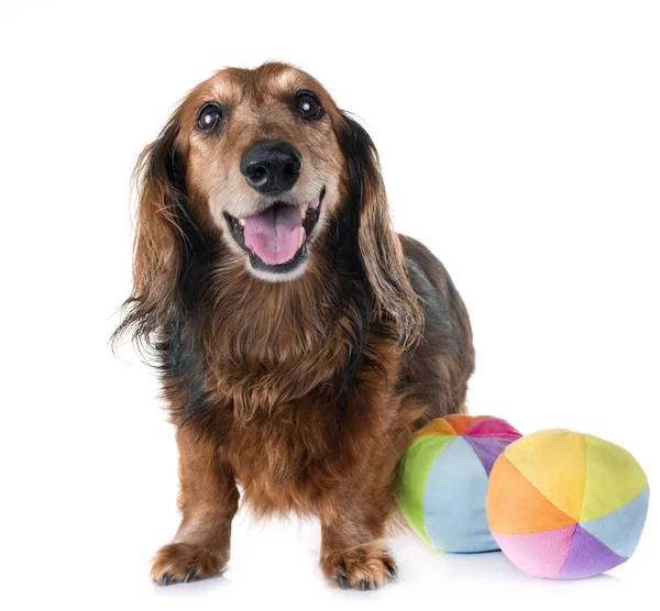 Beyaz arka plan önünde eski dachshund