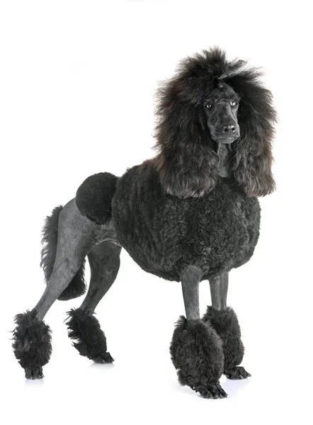 Poodle Padrão Preto Frente Fundo Branco — Fotografia de Stock