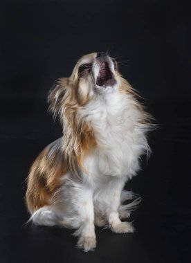 Siyah arka planda safkan bir chihuahua.