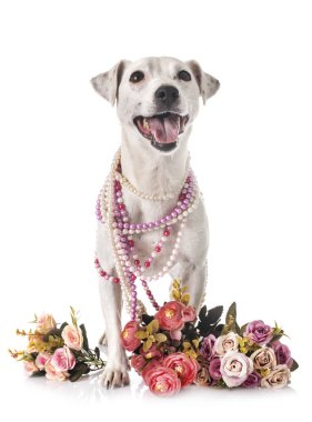 Beyaz arkaplan önünde jack russel terrier