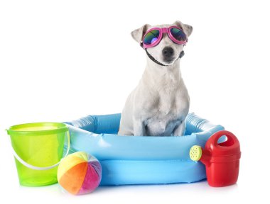 Beyaz arkaplan önünde jack russel terrier