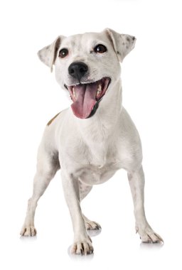 Beyaz arkaplan önünde jack russel terrier
