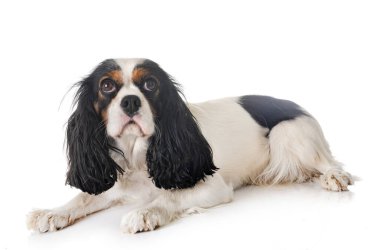 Beyaz arkaplan önünde süvari kral Charles