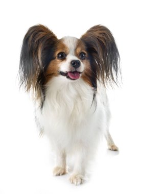 Beyaz arkaplan önünde papillon köpek