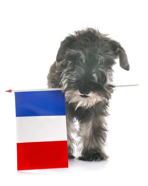 Minyatür Schnauzer köpek yavrusu ve beyaz arka plan önünde Fransız bayrağı