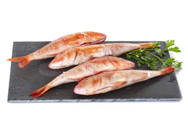 Tekir beyaz arka plan önünde