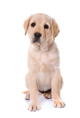 Beyaz arka planda köpek yavrusu Labrador Retriever
