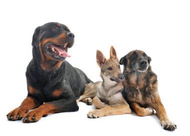 Beyaz arka plan önünde üç köpek