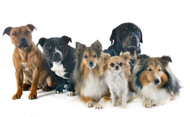 Beyaz arkaplan önünde bir grup köpek