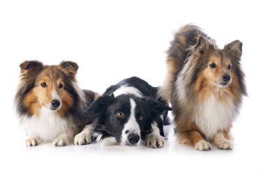safkan kenar kömür ocağı ve beyaz arka plan önünde shetland sheepdogs portre