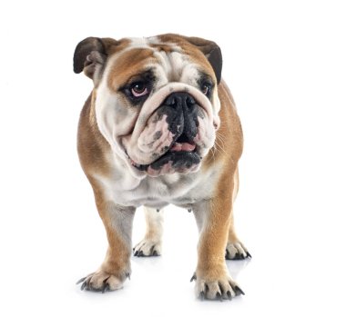 Beyaz arkaplan önünde İngiliz Bulldog 'u
