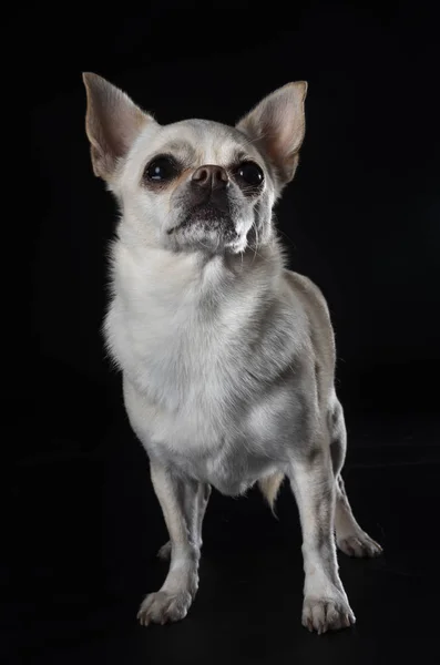 Purebred Chihuahua Front Black Background — Stock Photo, Image