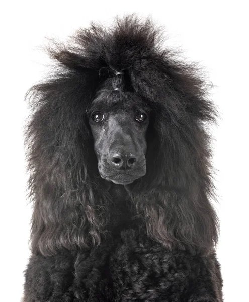 Poodle Padrão Preto Frente Fundo Branco — Fotografia de Stock