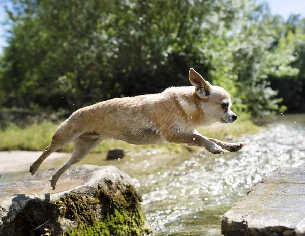 Purebred Chihuahua Jumping Nature Day Summer — Stock Photo, Image