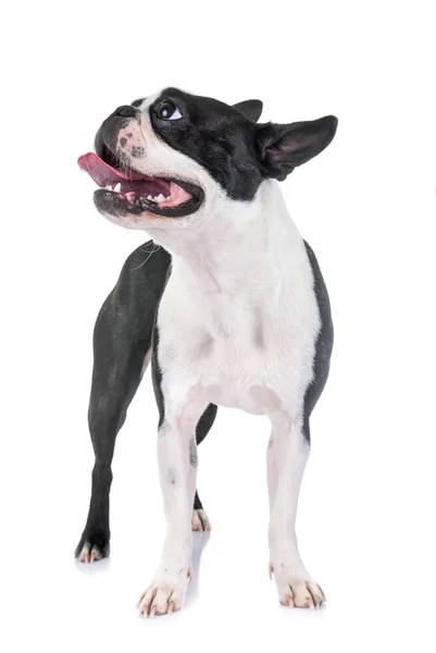 Boston Terrier Framför Vit Bakgrund — Stockfoto