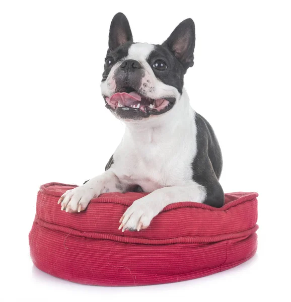 Boston Terrier Front White Background — Stock Photo, Image