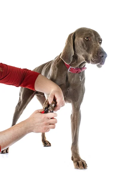 Weimaraner Gris Frente Fondo Blanco — Foto de Stock