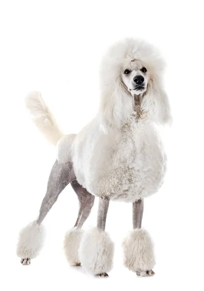 Branco Standard Poodle Frente Fundo Branco — Fotografia de Stock