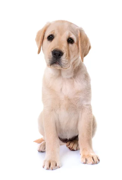 Cachorro Labrador Retriever Delante Fondo Blanco — Foto de Stock
