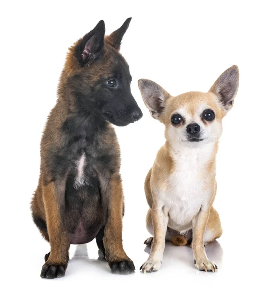 Owczarek Belgijski Szczeniak Chihuahua Przed Białym Tle — Zdjęcie stockowe