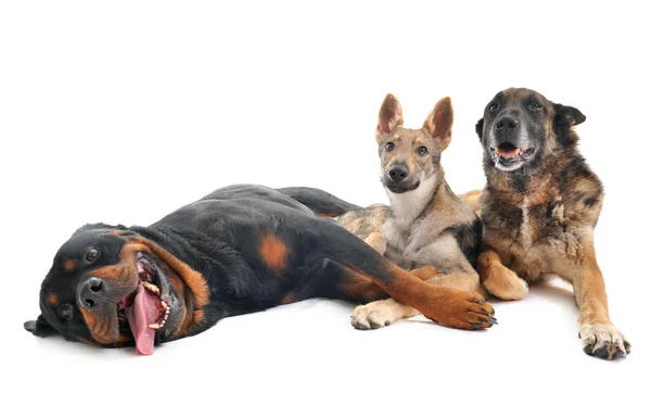 Three Dogs Front White Background — Stock Photo, Image