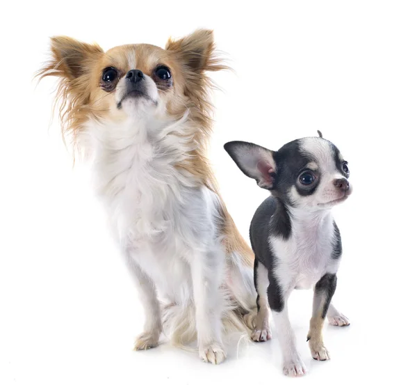 Zwei Chihuahuas Vor Weißem Hintergrund — Stockfoto