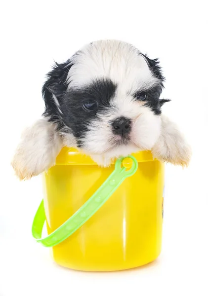 Cachorro Shih Tzu Frente Fundo Branco — Fotografia de Stock